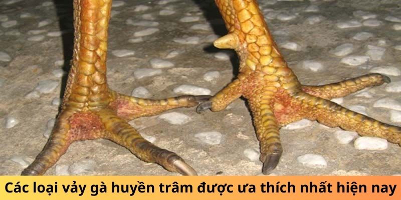 Các loại vảy gà Huyền Trâm được ưa thích nhất hiện nay