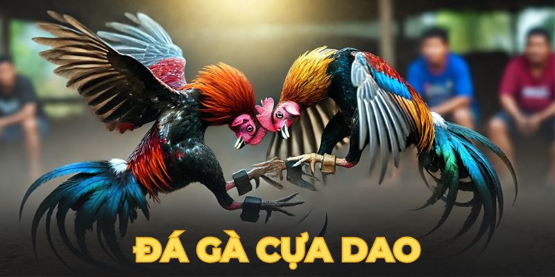 đá gà cựa dao mu88