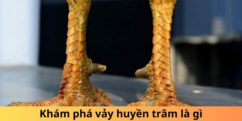 Tìm hiểu về vảy gà Huyền Trâm