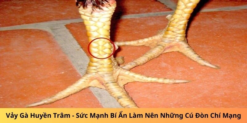 Vảy gà Huyền Trâm, sức mạnh bí ẩn làm nên những đòn chí mạng